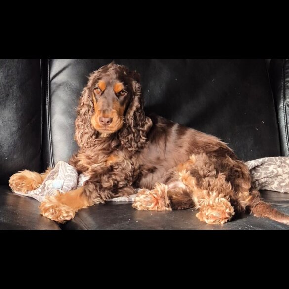 American Cocker Spaniel - Both