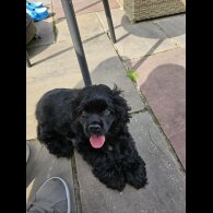 American Cocker Spaniel - Both