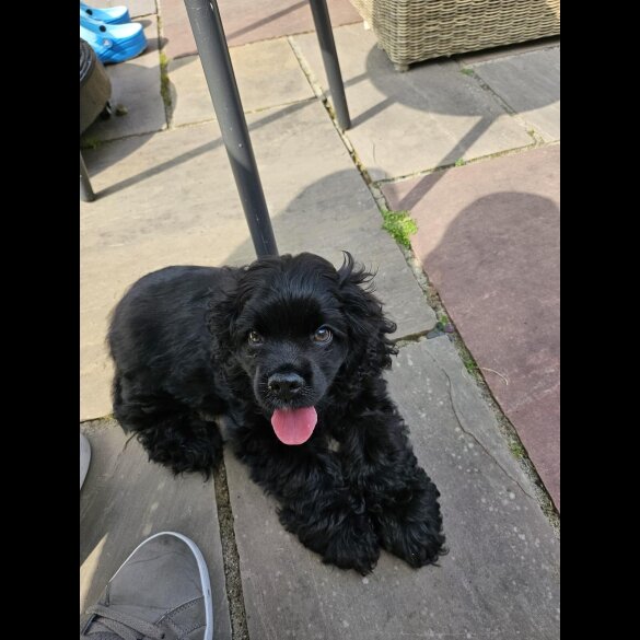 American Cocker Spaniel - Both