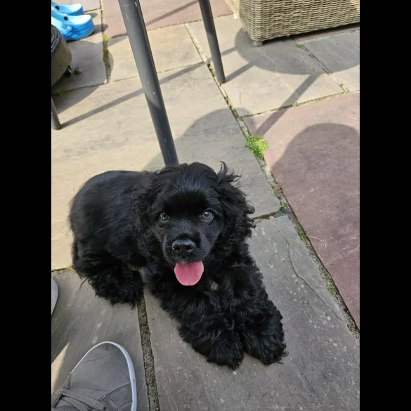 American Cocker Spaniel - Both