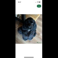 American Cocker Spaniel - Both