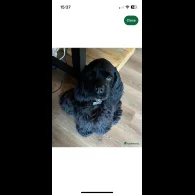 American Cocker Spaniel - Both