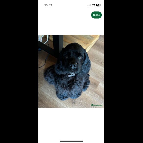 American Cocker Spaniel - Both