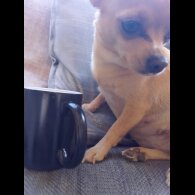 Chihuahua - Dogs