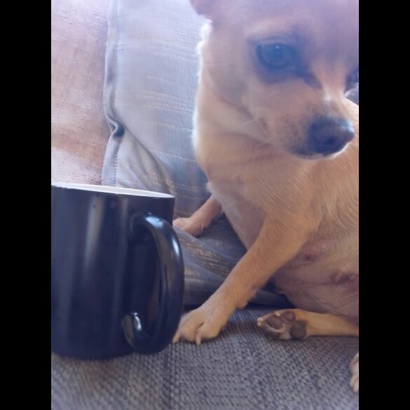 Chihuahua - Dogs