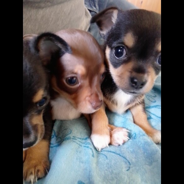 Chihuahua - Dogs
