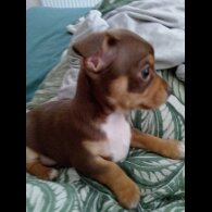 Chihuahua - Dogs