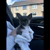 Chihuahua - Bitches