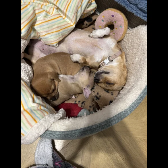 Chihuahua - Dogs