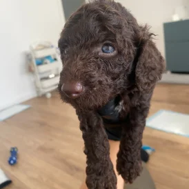 Cockapoo - Both