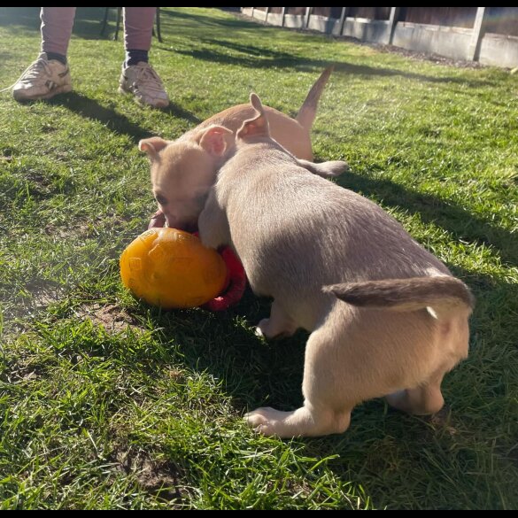 Chug - Bitches