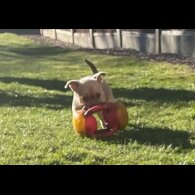 Chug - Bitches
