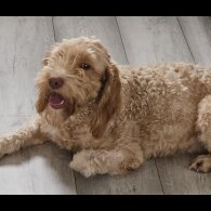 Cockapoo - Dogs