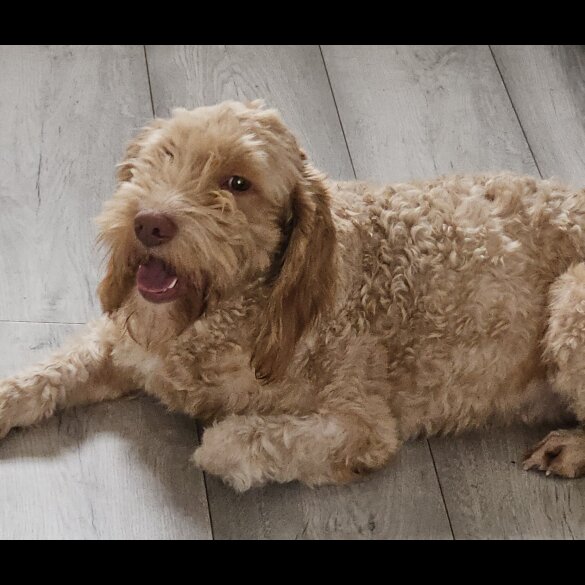 Cockapoo - Dogs