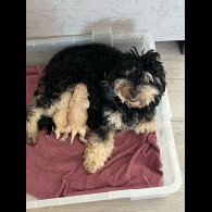 Cockapoo - Both
