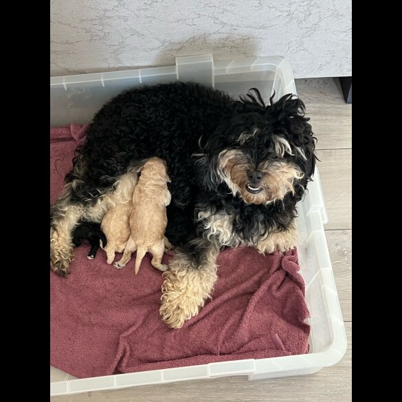 Cockapoo - Both