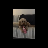 Cockapoo - Both
