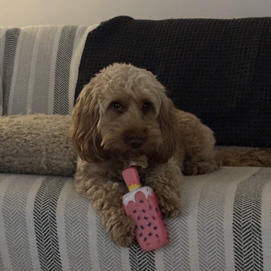 Cockapoo - Both