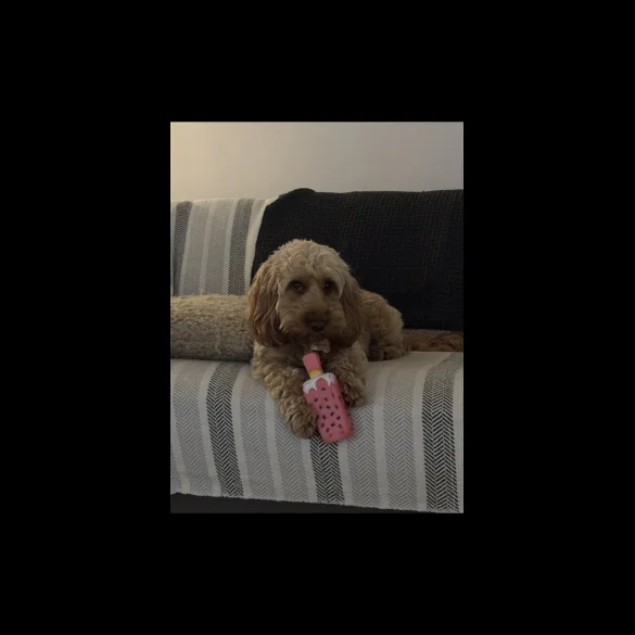 Cockapoo - Both