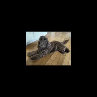 Cockapoo - Both