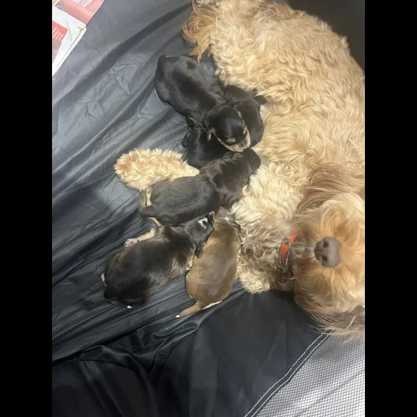 Cockapoo - Both