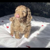 Cockapoo - Both