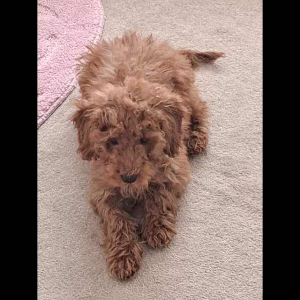Cockapoo - Bitches