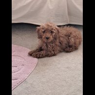Cockapoo - Bitches