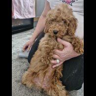 Cockapoo - Bitches