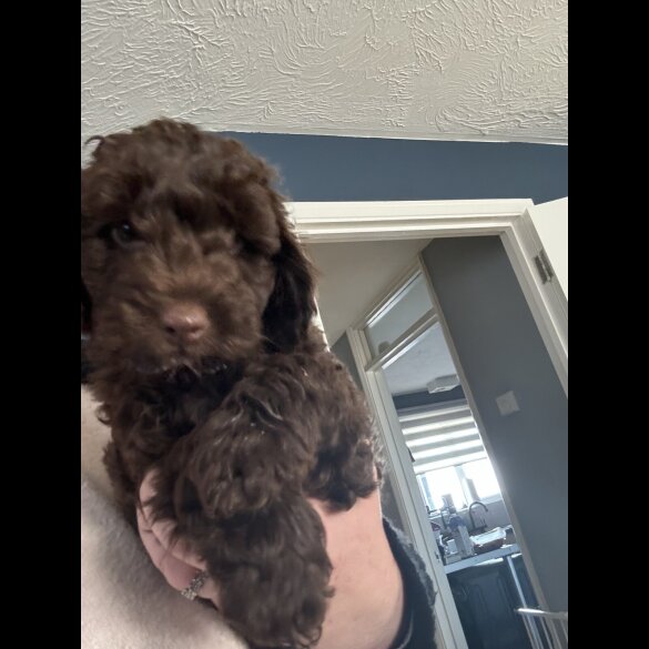 Cockapoo - Dogs