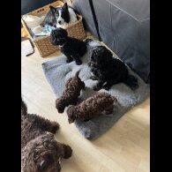 Cockapoo - Dogs