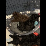 Cockapoo - Dogs