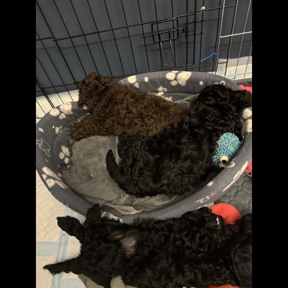 Cockapoo - Dogs