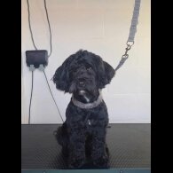 Cockapoo - Dogs