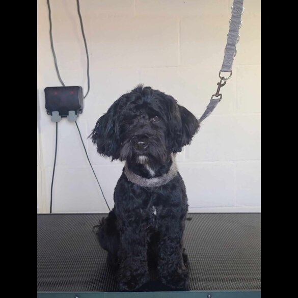Cockapoo - Dogs