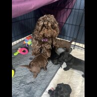 Cockapoo - Dogs