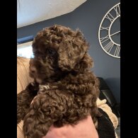 Cockapoo - Dogs