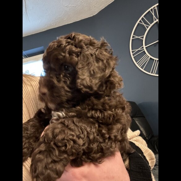 Cockapoo - Dogs