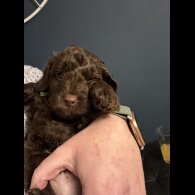 Cockapoo - Dogs