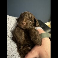 Cockapoo - Dogs