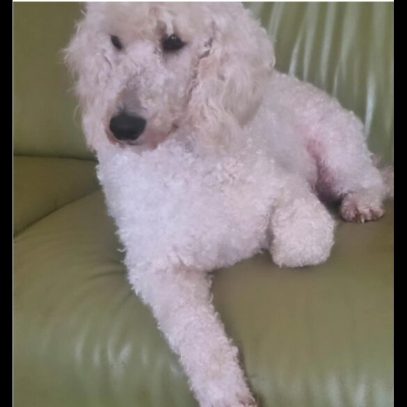 Cockapoo - Both