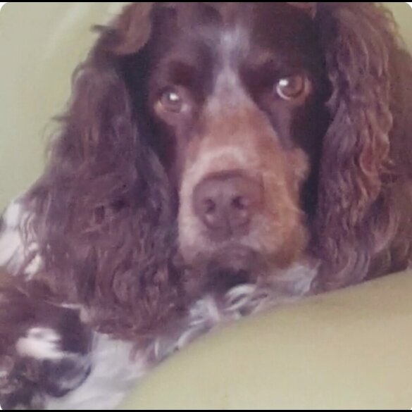 Cockapoo - Both