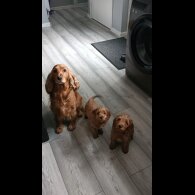 Cockapoo - Both