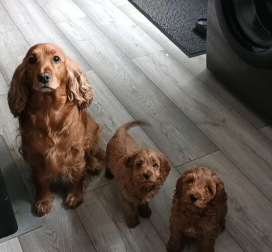 Cockapoo