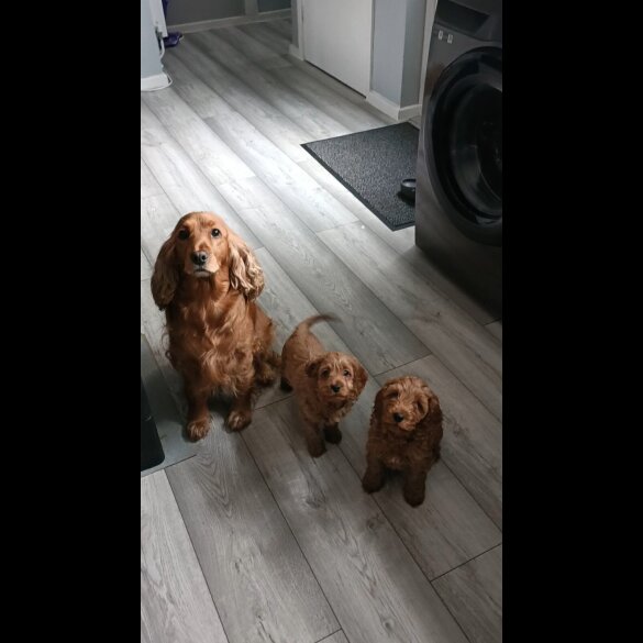 Cockapoo - Both