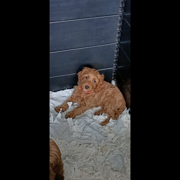 Cockapoo - Both