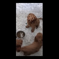 Cockapoo - Both