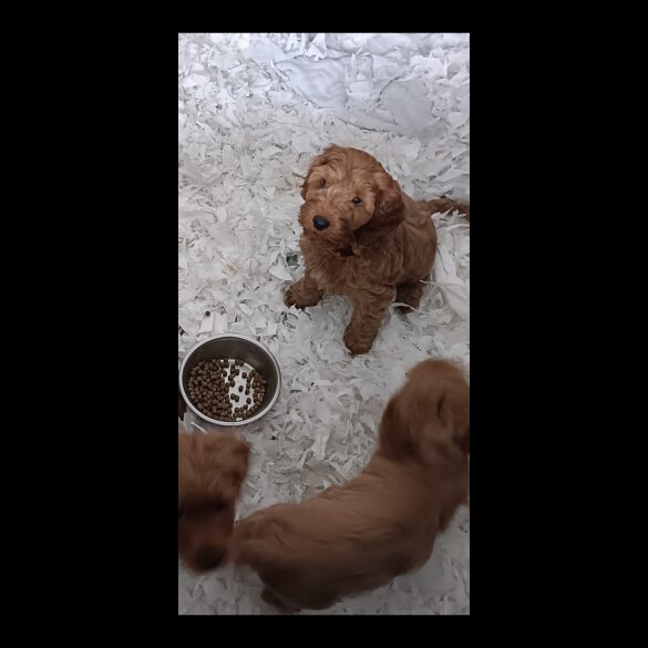 Cockapoo - Both