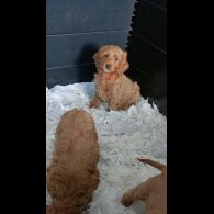Cockapoo - Both