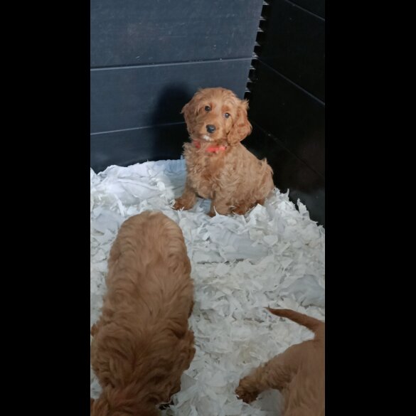 Cockapoo - Both